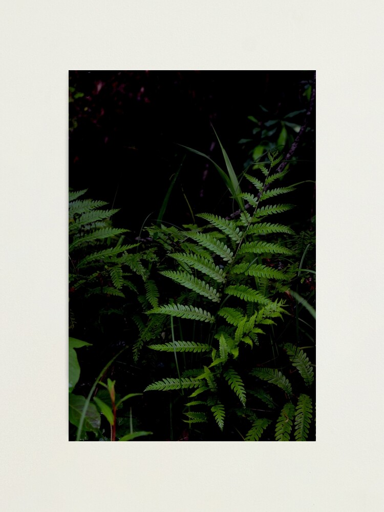 Alternate view of Magic Wand of the Forest Photographic Print