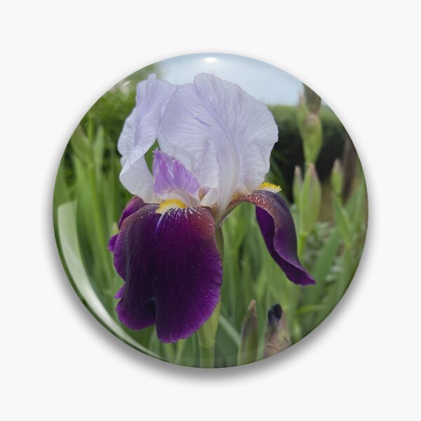 Item preview, Purple Wabash Bearded Iris Flower Bloom Photo designed and sold by Gsallicat.