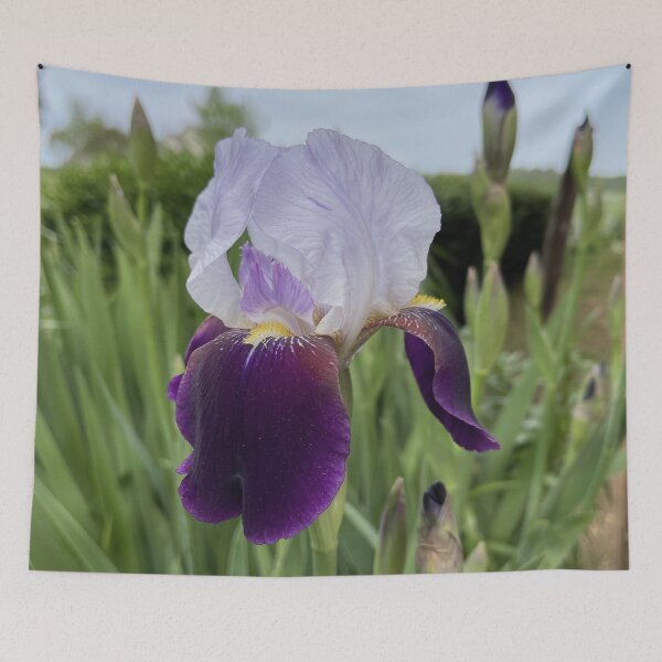 Item preview, Purple Wabash Bearded Iris Flower Bloom Photo designed and sold by Gsallicat.