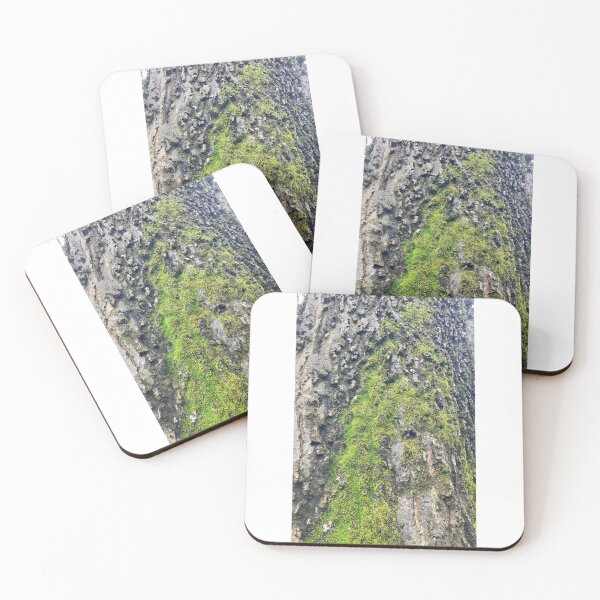 Item preview, Moss Growing up Hackberry Tree designed and sold by Max Kindly.