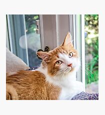 Orange and White Tabby Cat Rescued Photographic Print