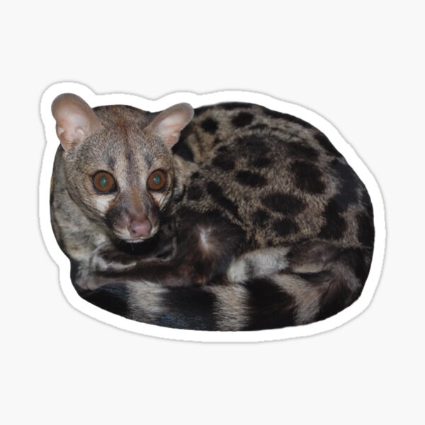 Cape Genet Sticker