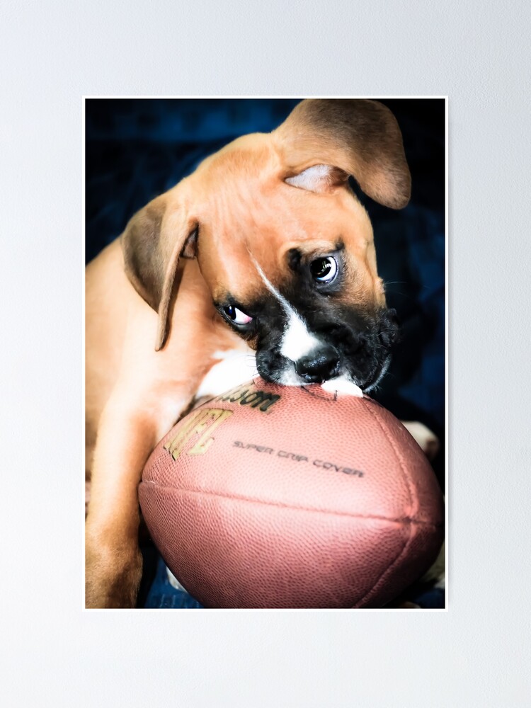 Boxer puppies store rescue