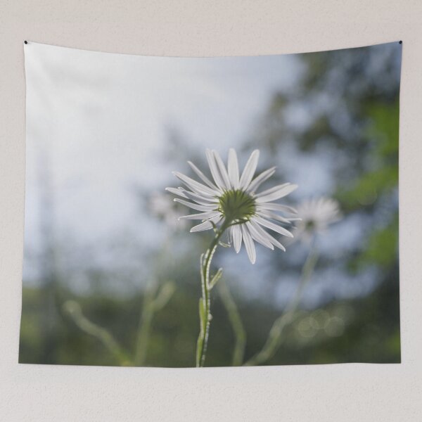 Item preview, Flower Cape marguerite Dimorphotheca ecklonis Van Staden's river daisy designed and sold by sjkimphoto.