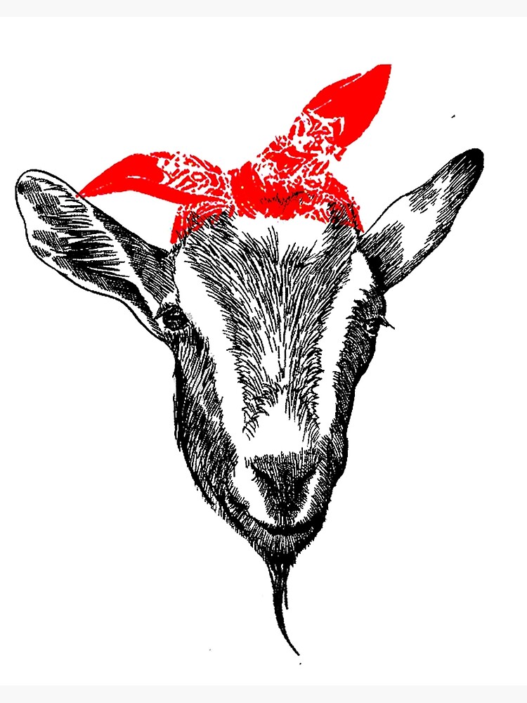 goat with bandana shirt