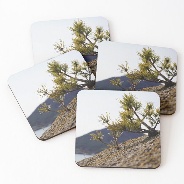Item preview, Baby pine tree growing on the rock near beach in Korea designed and sold by sjkimphoto.