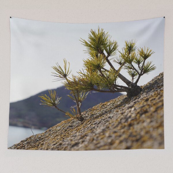 Item preview, Baby pine tree growing on the rock near beach in Korea designed and sold by sjkimphoto.