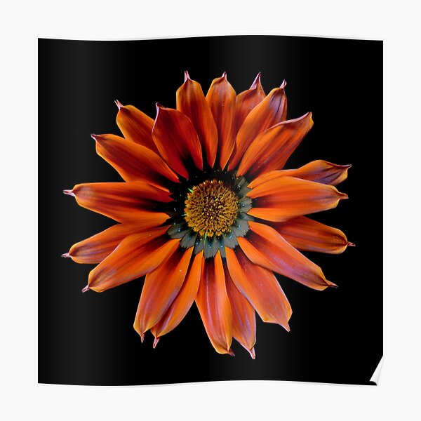 Decoración: Margarita Anaranjada | Redbubble