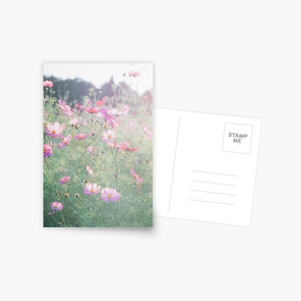 Cosmos - コスモス Postcard