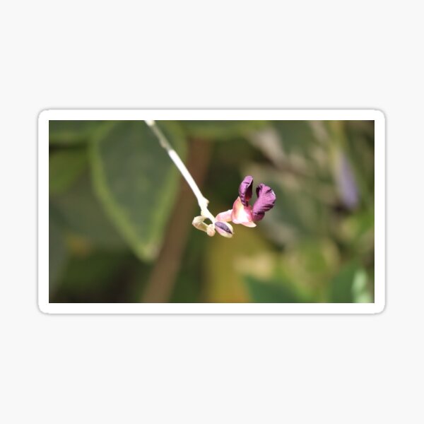 Purple beauty Sticker