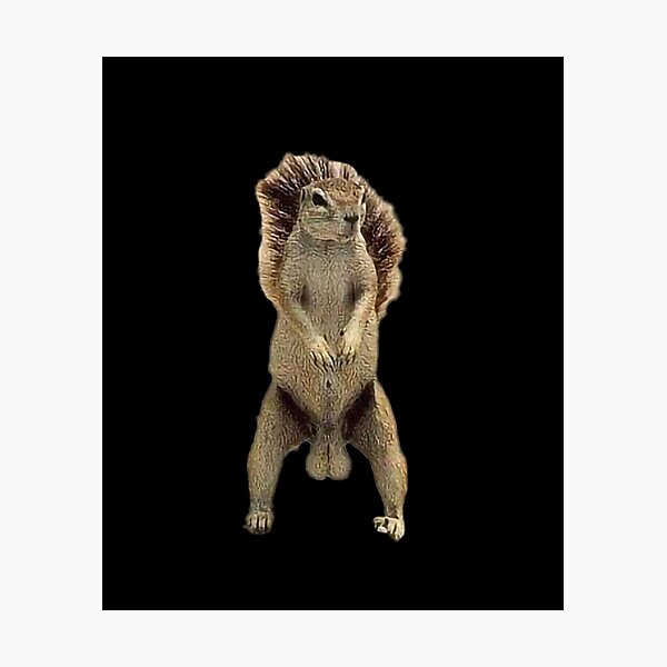 "Deez Nuts Squirrel" Photographic Print for Sale by putonmemes Redbubble