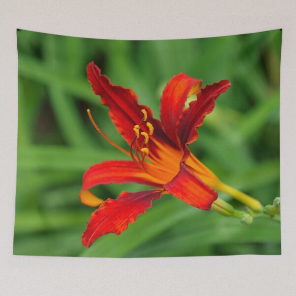 Item preview, Slender Scarlet Beauty - One Boldly Colored Daylily Bloom designed and sold by Georgia Mizuleva.