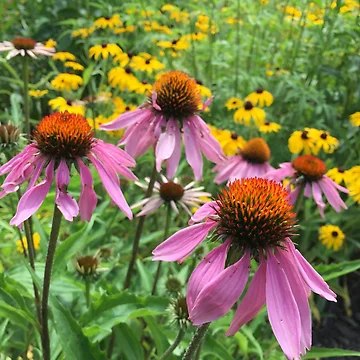 Artwork thumbnail, Spring Wildflowers by ReedJohnson