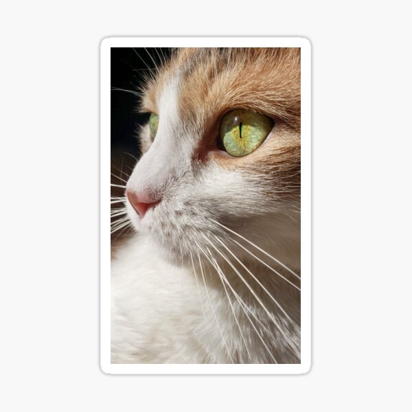 Calico Cat Closeup Sticker