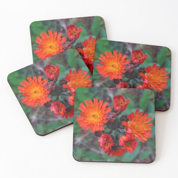 Item preview, orange-red hawkweed - blossom - flower designed and sold by Connys Colorful World.