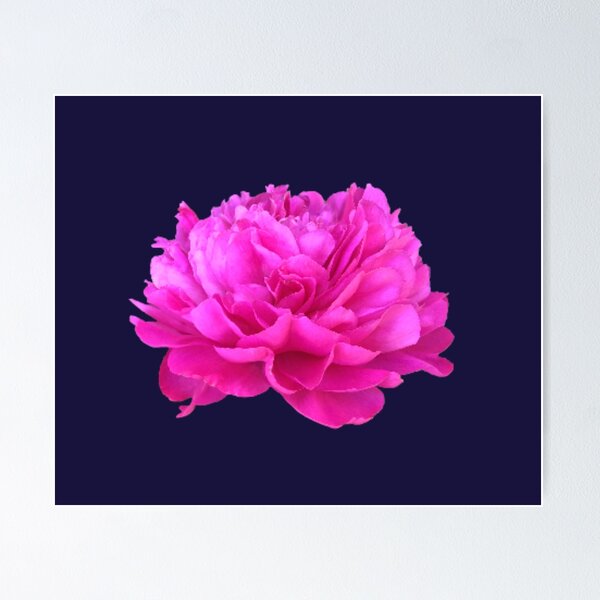 Item preview, Bright Pink Peony Close-up designed and sold by InalterataArt.