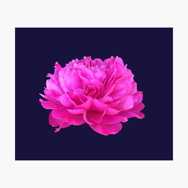 Item preview, Bright Pink Peony Close-up designed and sold by InalterataArt.