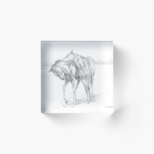 Foals at Play 1 Acrylic Block
