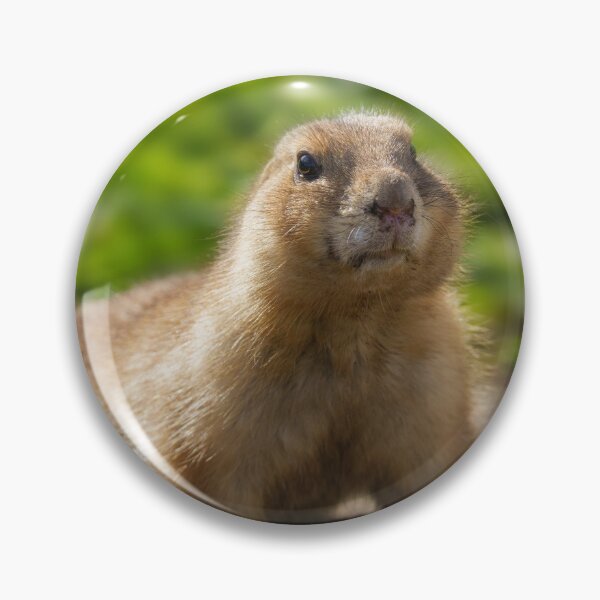 Item preview, Black tailed-prairie dog designed and sold by rawshutterbug.