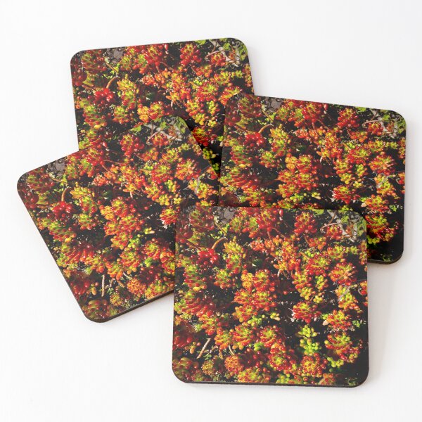 Item preview, Beautiful Succulent  designed and sold by N2nature.