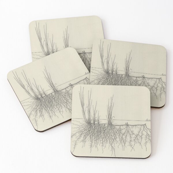 Item preview, Acorus calamus - Botanical Drawing of the Plant and its Roots designed and sold by Groenendijk.