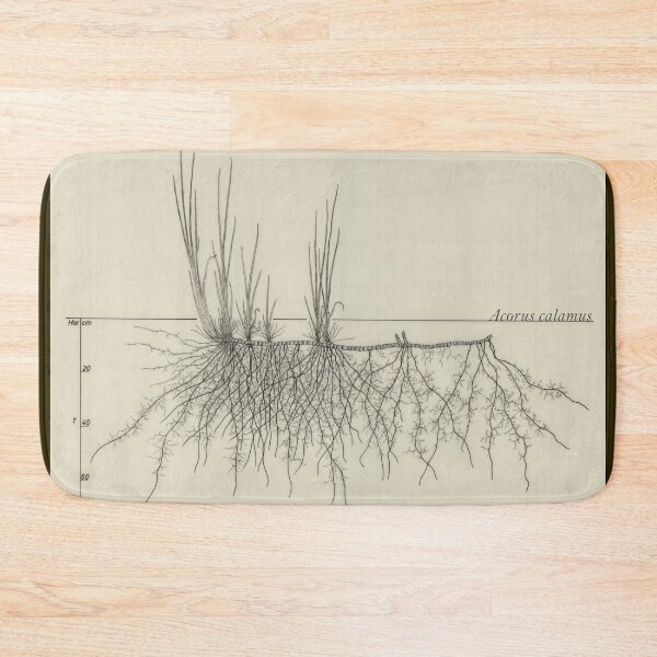 Item preview, Acorus calamus - Botanical Drawing of the Plant and its Roots designed and sold by Groenendijk.