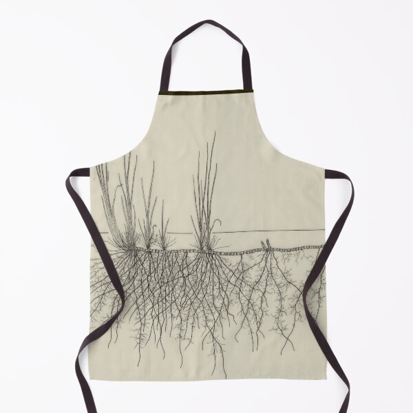 Item preview, Acorus calamus - Botanical Drawing of the Plant and its Roots designed and sold by Groenendijk.