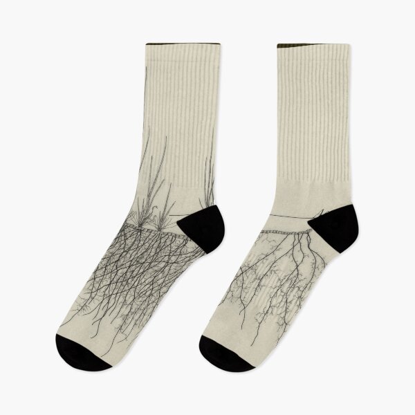 Item preview, Acorus calamus - Botanical Drawing of the Plant and its Roots designed and sold by Groenendijk.