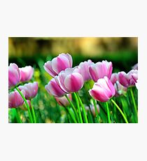 Pink Tulips in Spring Photographic Print