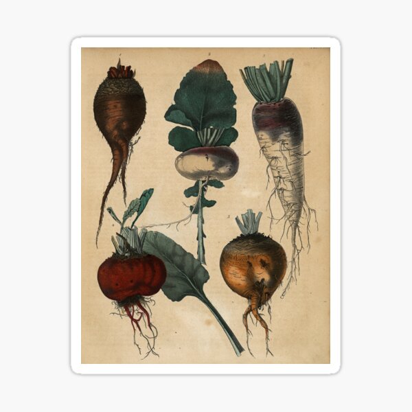 Root Vegetables Print Sticker