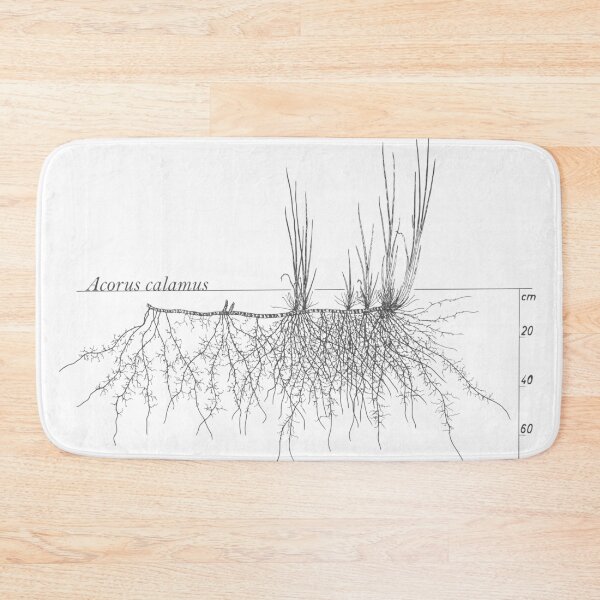 Item preview, Acorus calamus - Botanical Drawing of the Plant and its Roots designed and sold by Groenendijk.