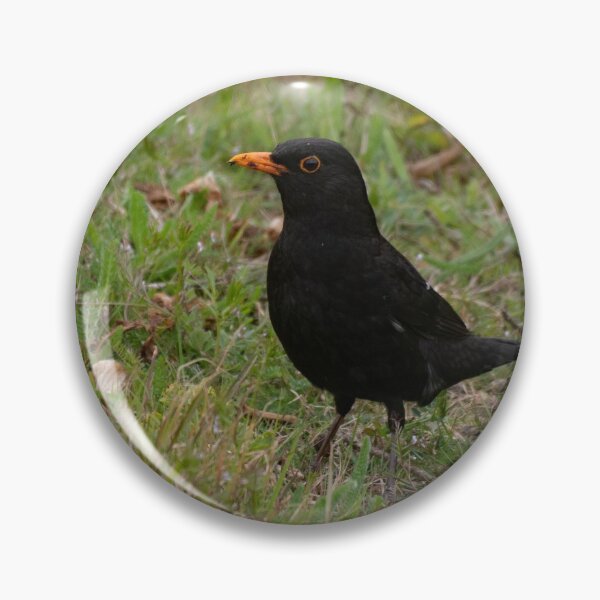 Item preview, Male Blackbird designed and sold by GingerMan2550.