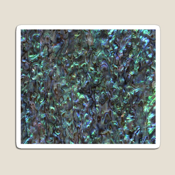 Abalone Shell | Paua Shell | Seashell Patterns | Sea Shells | Natural | Magnet