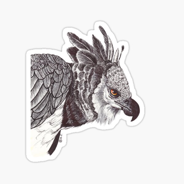  Harpy Eagle Temporary Tattoo Sticker (Set of 2) - OhMyTat :  Beauty & Personal Care