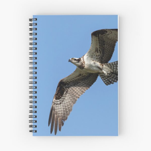 Item preview, Osprey 2021-1 designed and sold by Thomasyoung.