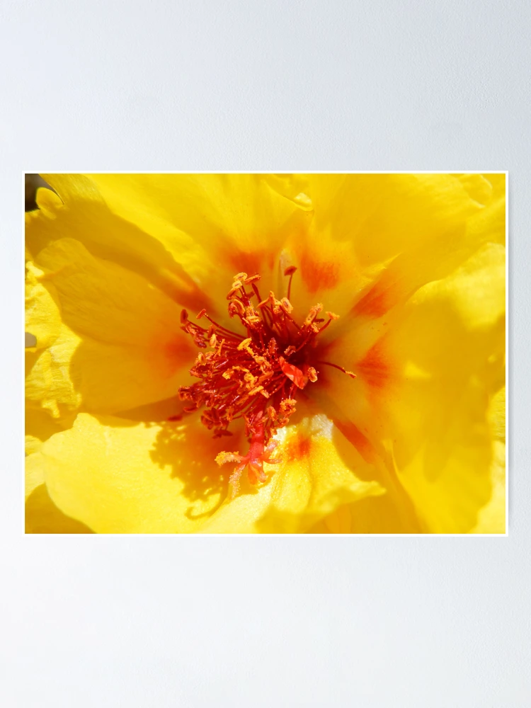 Thumbnail 1 of 3, Poster, MOSS ROSE II designed and sold by Sandra Aguirre.