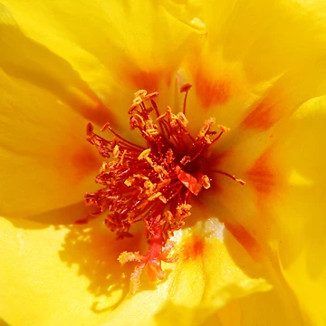 Artwork thumbnail, MOSS ROSE II by Sandra Aguirre
