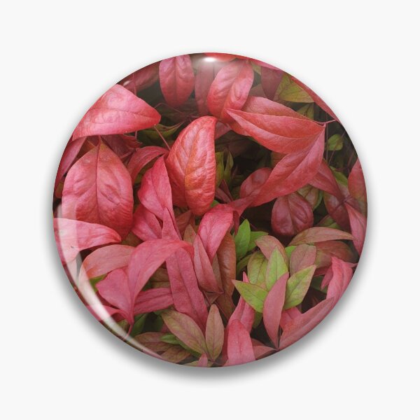 Item preview, Nandina domestica 'Nana' designed and sold by Amy Akers.