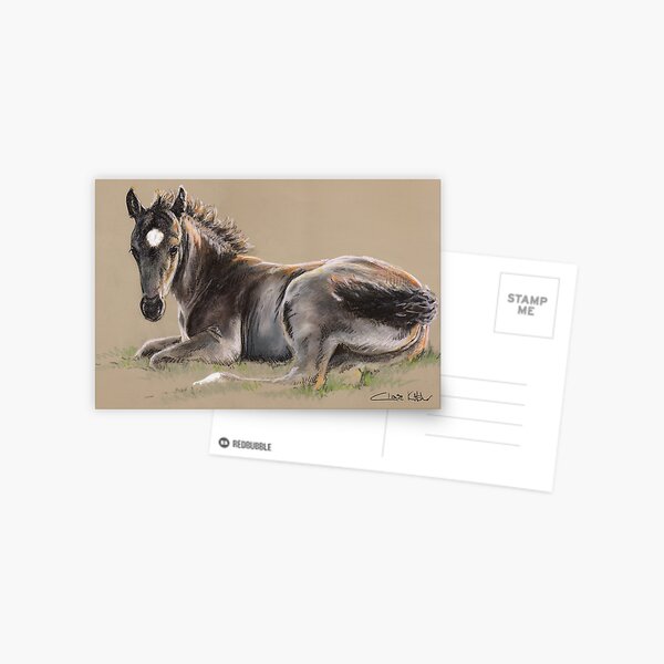 New Forest Foal Postcard