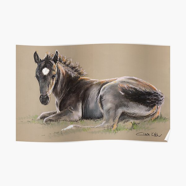 New Forest Foal Poster