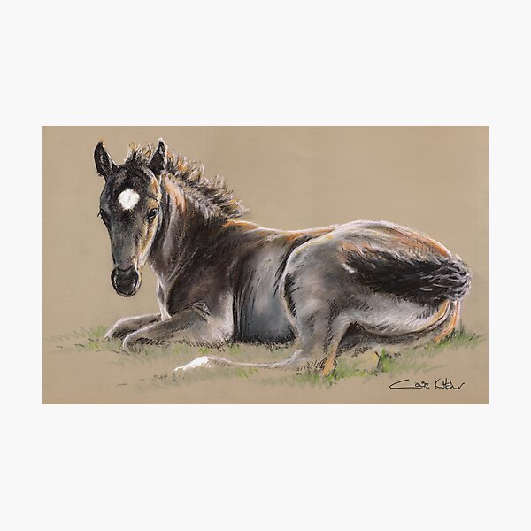 Study in pastel of a New Forest Foal, warm evening sun reflecting off its coat. Photographic Print