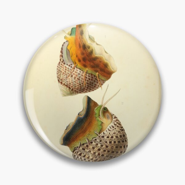 Item preview, Vintage Colorful Sea Snails Illustration designed and sold by citrusapple.