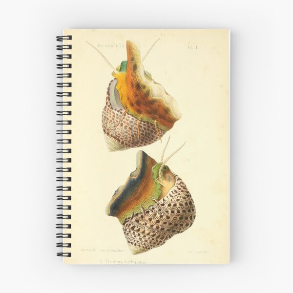 Item preview, Vintage Colorful Sea Snails Illustration designed and sold by citrusapple.