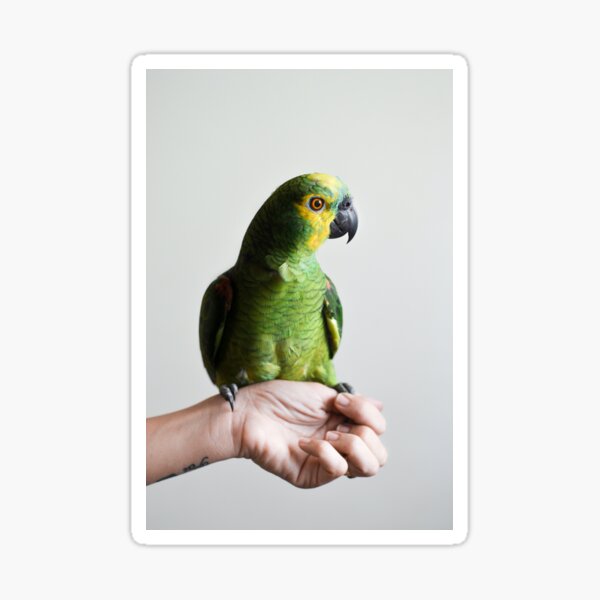 HELLO BIRDY Sticker