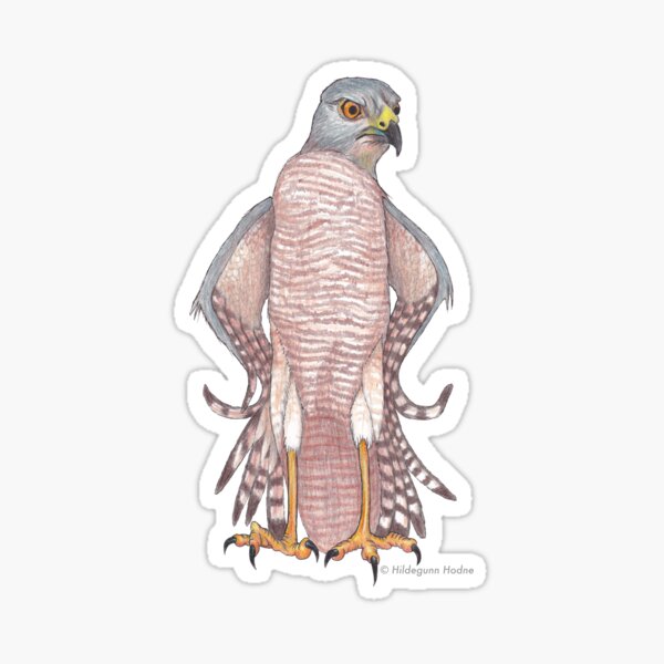 Brown Goshawk with an Attitude Sticker