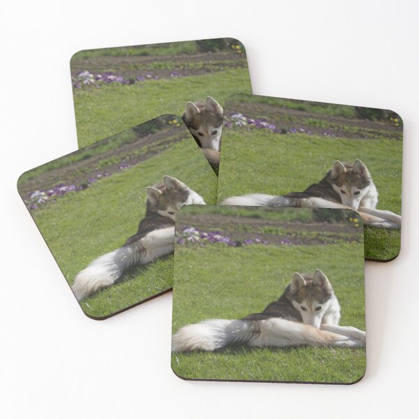 Item preview, A Husky in the Grass designed and sold by Calidris Fotografie Steffi & Ben Köppler.