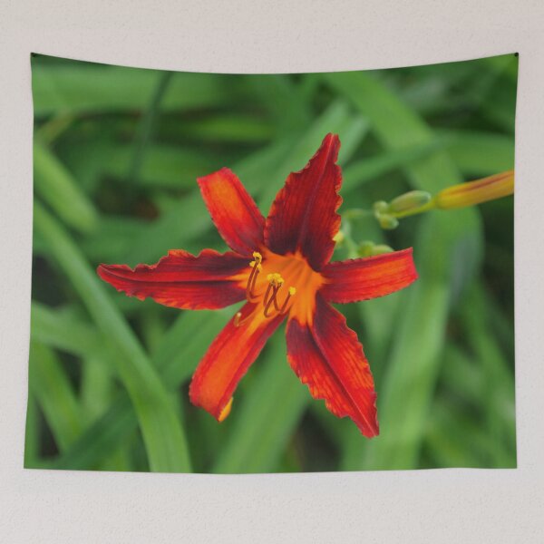 Item preview, Vivid Scarlet Beauty - One Boldly Colored Daylily Bloom designed and sold by Georgia Mizuleva.
