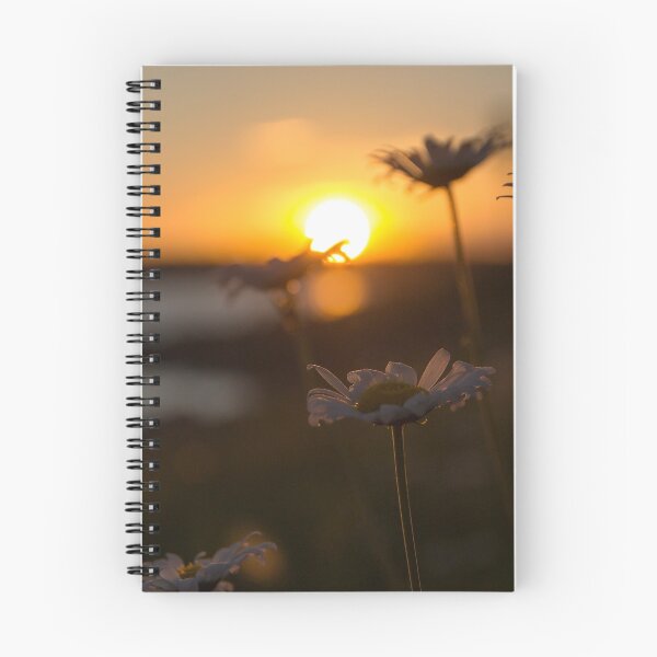 Artikelvorschau, Sonnenuntergang Gänseblümchen entworfen und verkauft von JC-Photography.