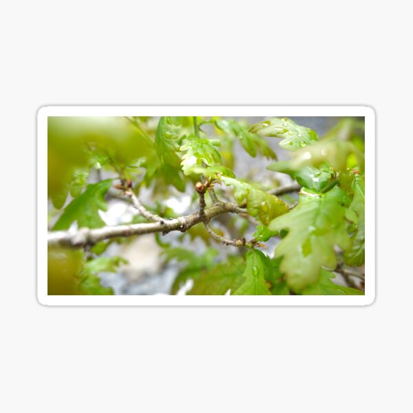 "Oak Tree" Sticker by NatesGarage Redbubble