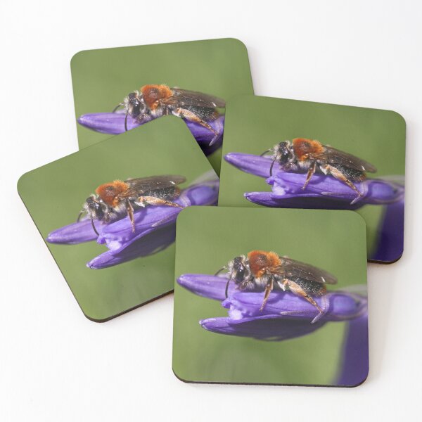Item preview, Carder bee on bluebell designed and sold by GreyFeatherPhot.